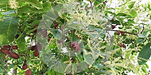 Terminalia arjunaPlant tree photo